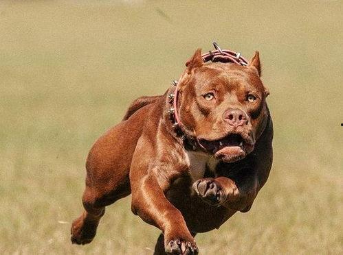 比特犬事件爆料视频,揭秘背后惊人真相  第2张